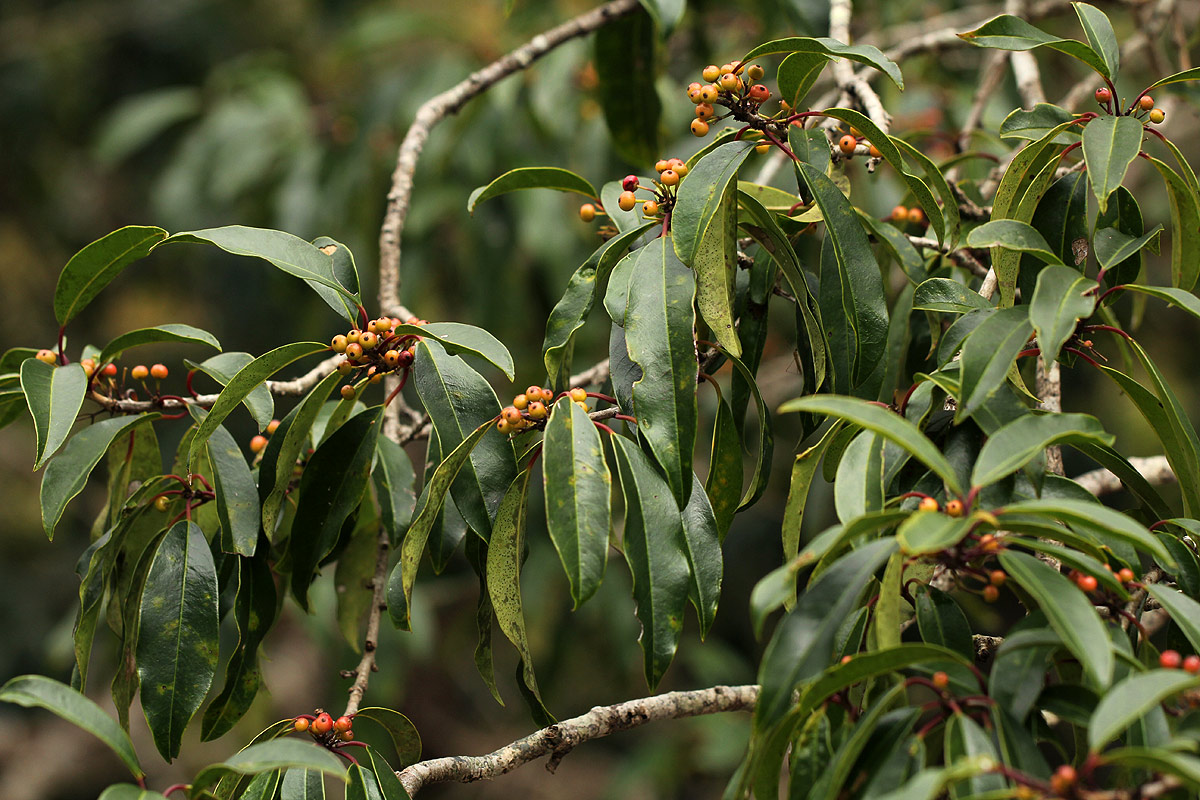 Ilex mitis var. mitis Ilex mitis var. mitis