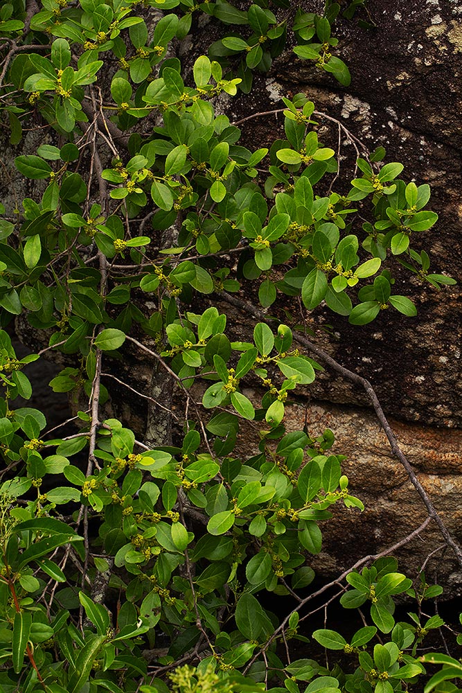 Mystroxylon aethiopicum Mystroxylon aethiopicum