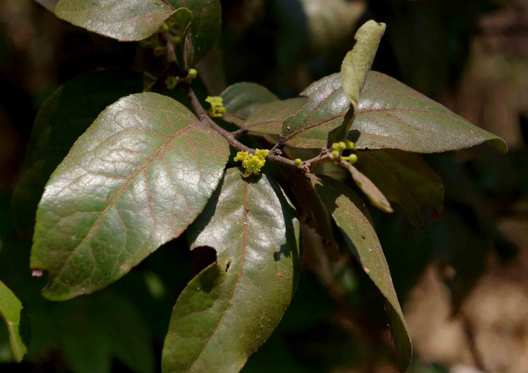 Mystroxylon aethiopicum