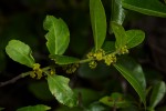 Mystroxylon aethiopicum