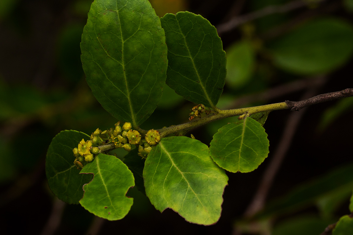 Mystroxylon aethiopicum