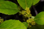 Mystroxylon aethiopicum
