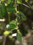 Mystroxylon aethiopicum