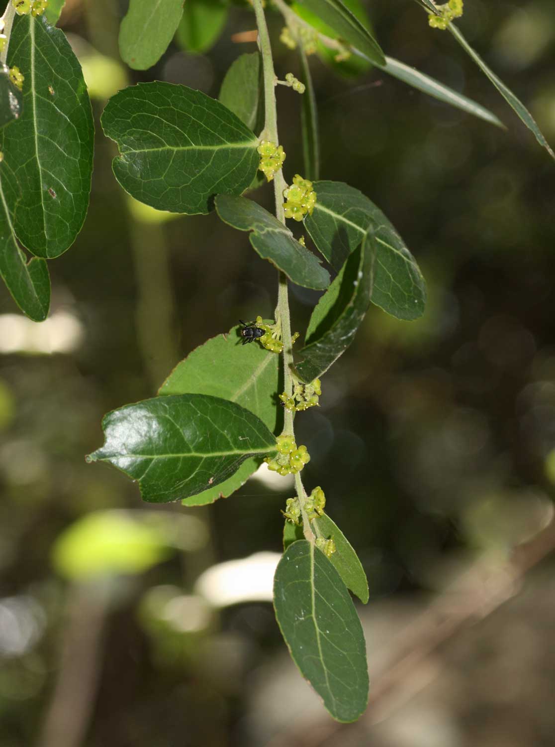 Mystroxylon aethiopicum