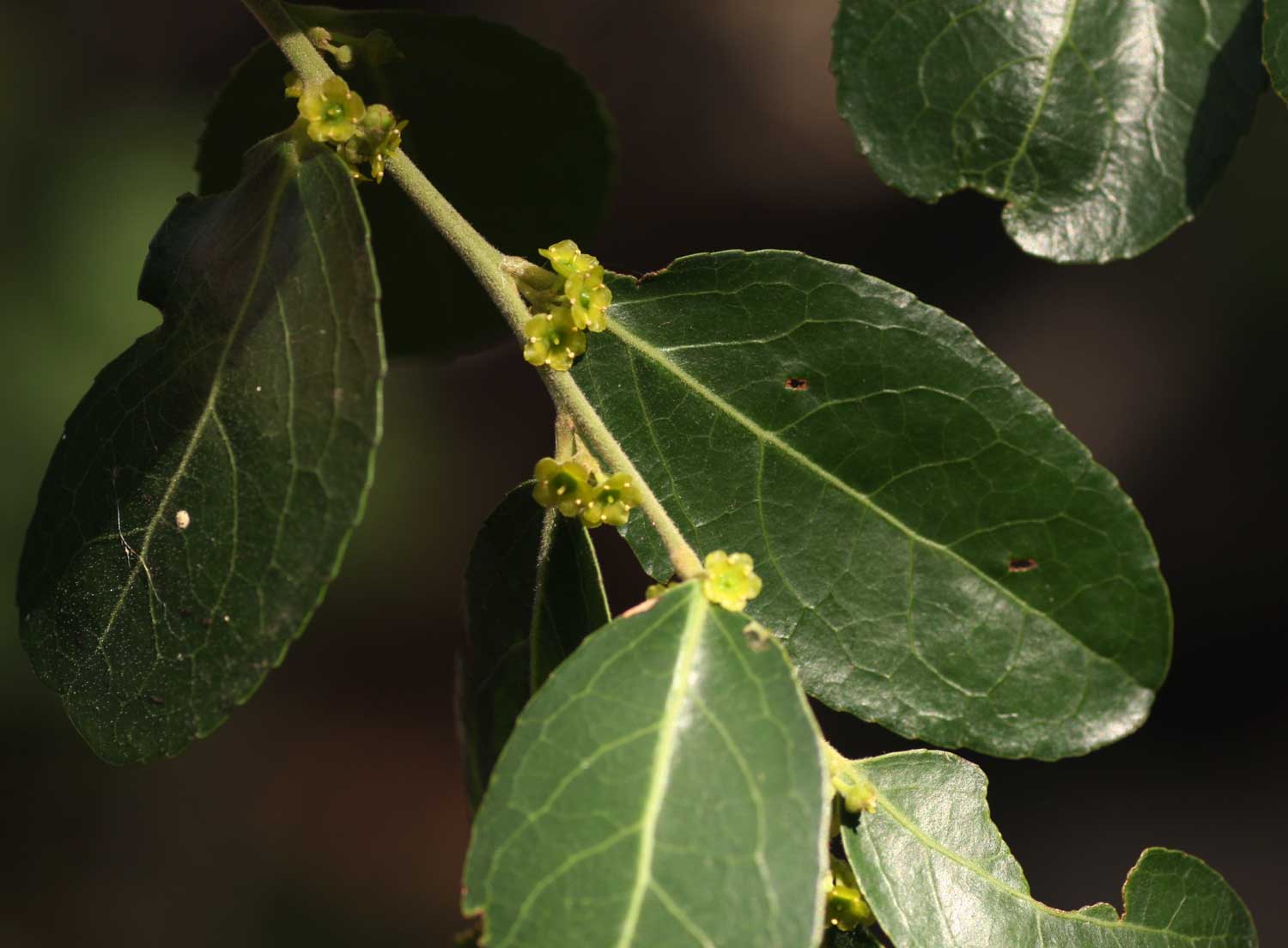 Mystroxylon aethiopicum