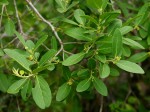 Mystroxylon aethiopicum