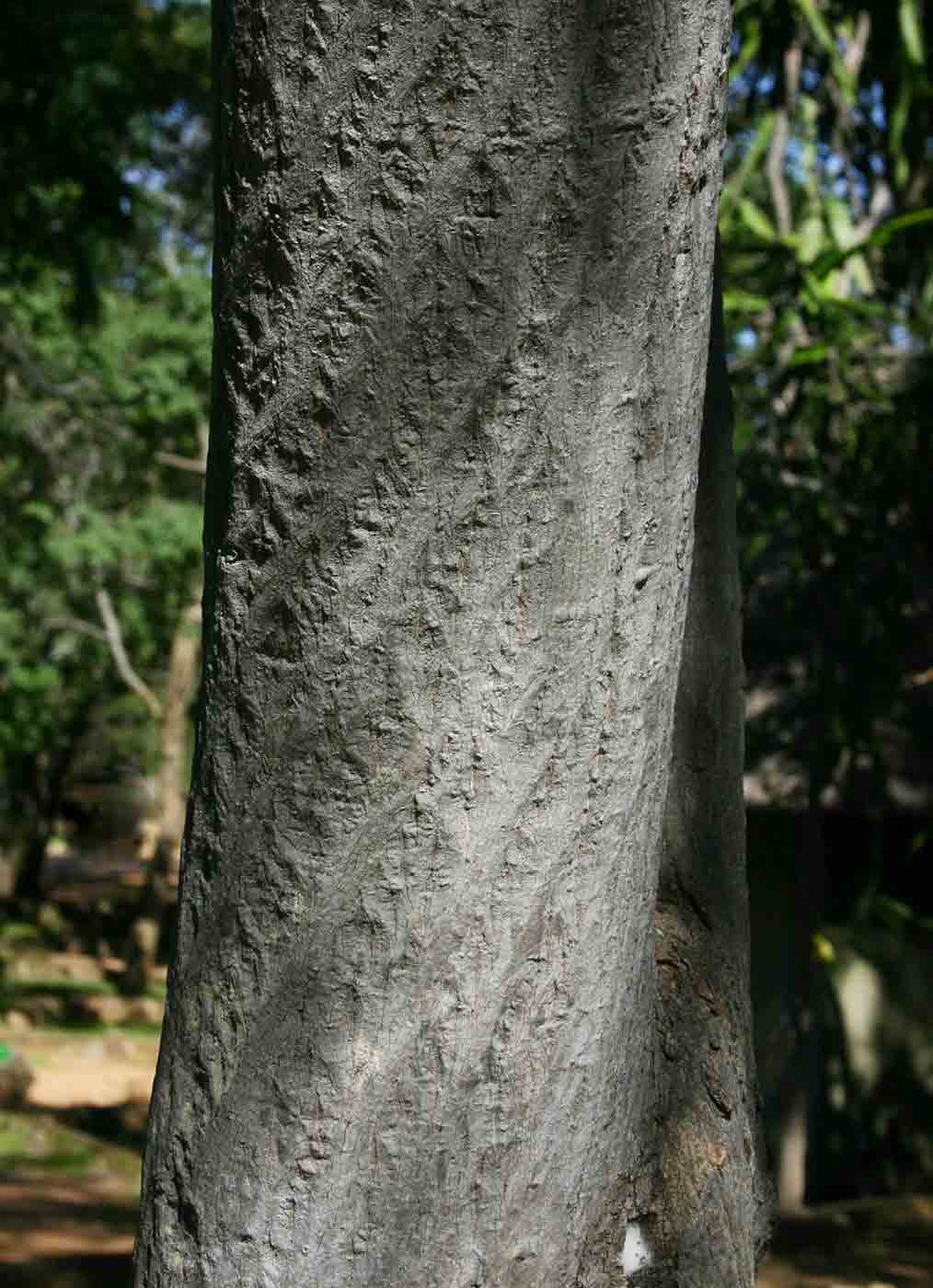 Ptaeroxylon obliquum Ptaeroxylon obliquum