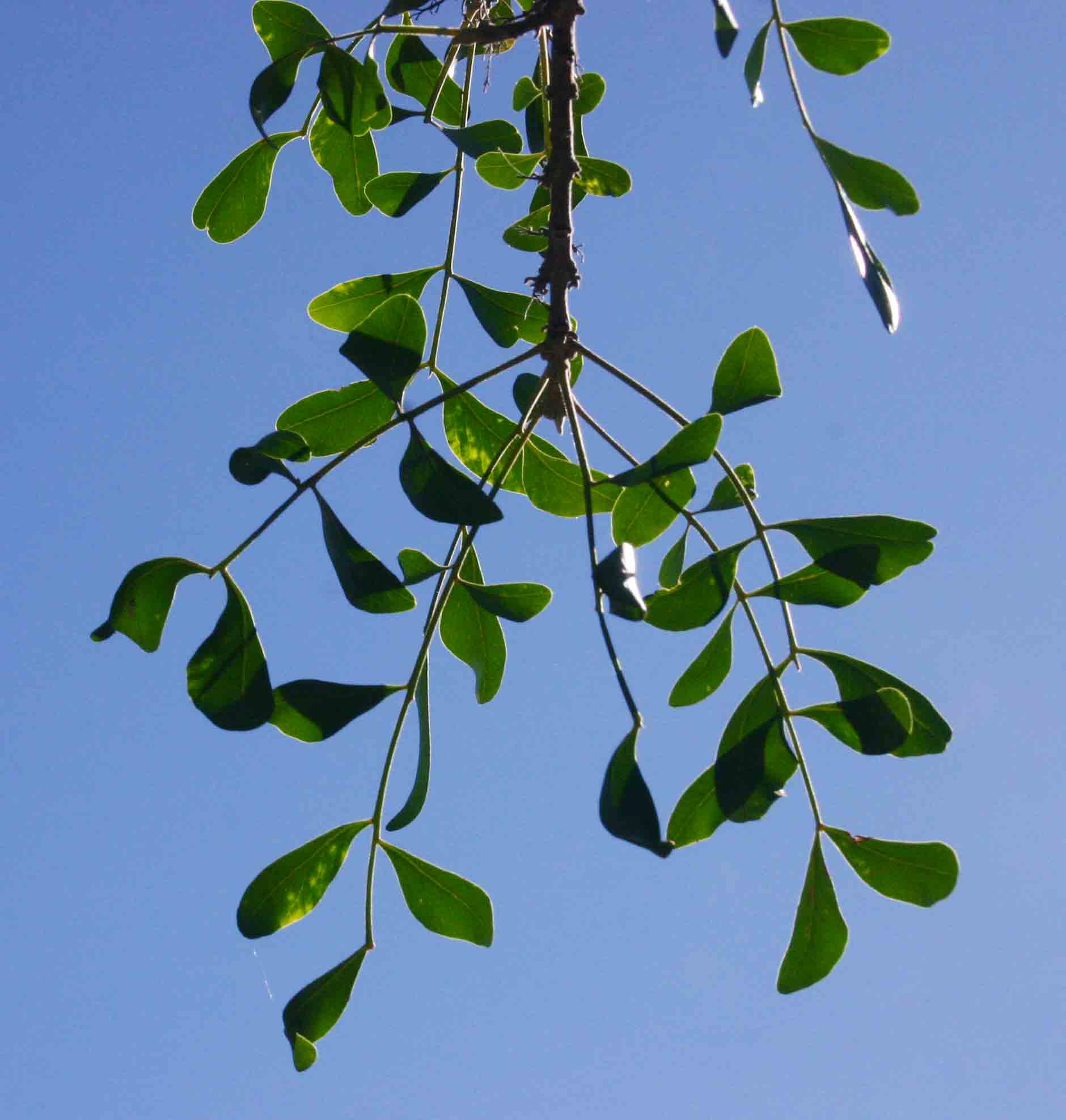 Ptaeroxylon obliquum Ptaeroxylon obliquum