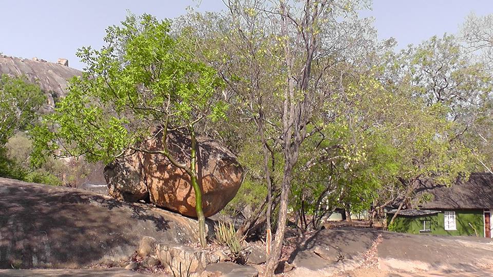 Ptaeroxylon obliquum Ptaeroxylon obliquum