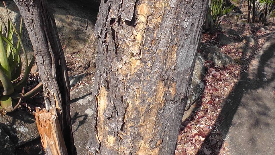 Ptaeroxylon obliquum Ptaeroxylon obliquum