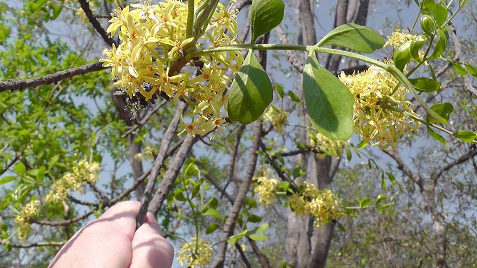 Ptaeroxylon obliquum Ptaeroxylon obliquum
