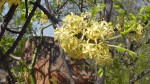 Ptaeroxylon obliquum