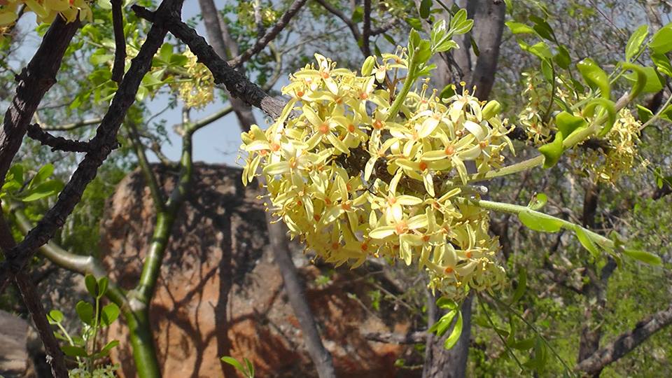 Ptaeroxylon obliquum Ptaeroxylon obliquum