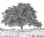 Ziziphus abyssinica