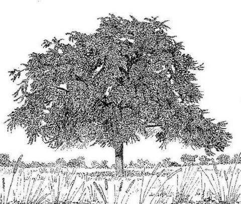 Ziziphus abyssinica Ziziphus abyssinica
