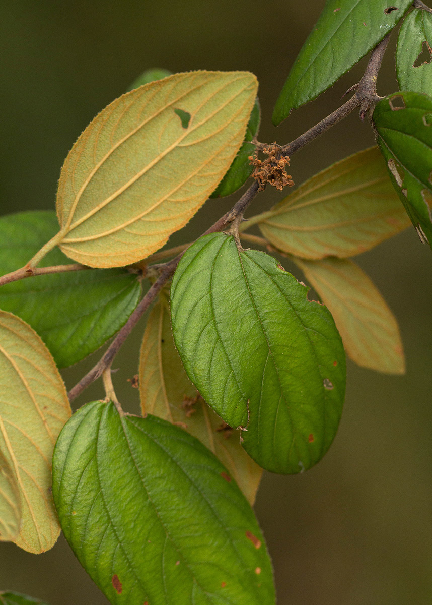 Ziziphus abyssinica Ziziphus abyssinica