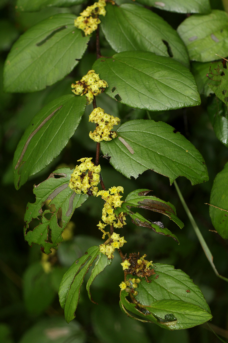Ziziphus abyssinica Ziziphus abyssinica
