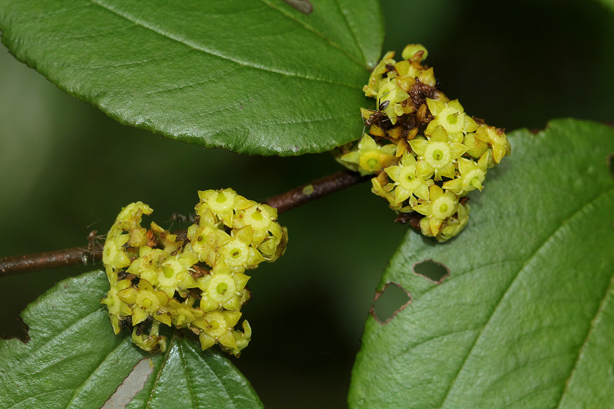 Ziziphus abyssinica Ziziphus abyssinica