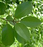 Berchemia discolor