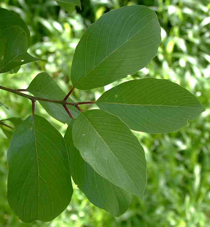 Berchemia discolor