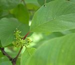 Berchemia discolor