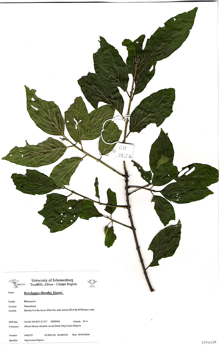 Berchemia discolor Berchemia discolor