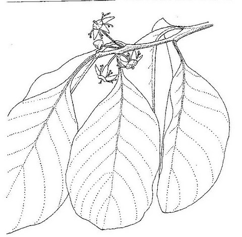 Berchemia discolor