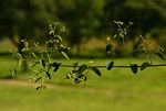 Helinus integrifolius