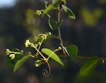 Helinus integrifolius