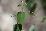 Helinus integrifolius
