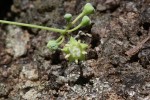 Helinus integrifolius