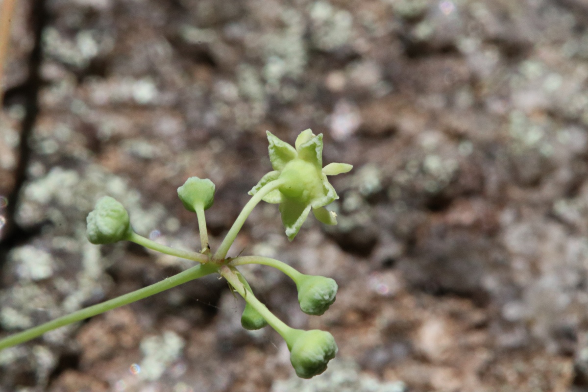 Helinus integrifolius Helinus integrifolius