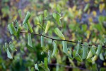Helinus integrifolius