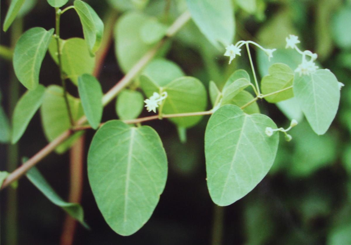 Helinus integrifolius Helinus integrifolius
