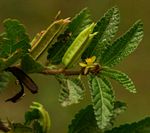 Corchorus aestuans