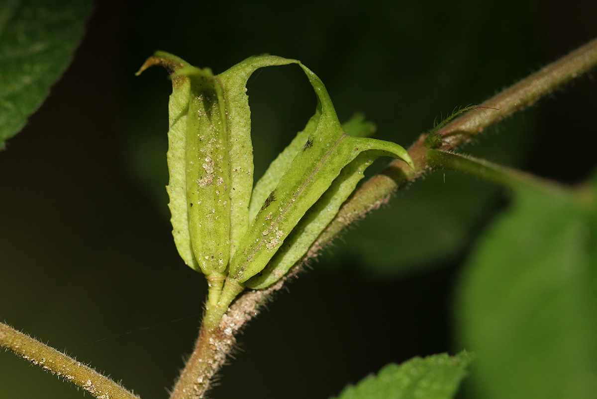 Corchorus aestuans Corchorus aestuans