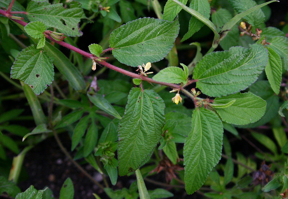 Corchorus aestuans Corchorus aestuans
