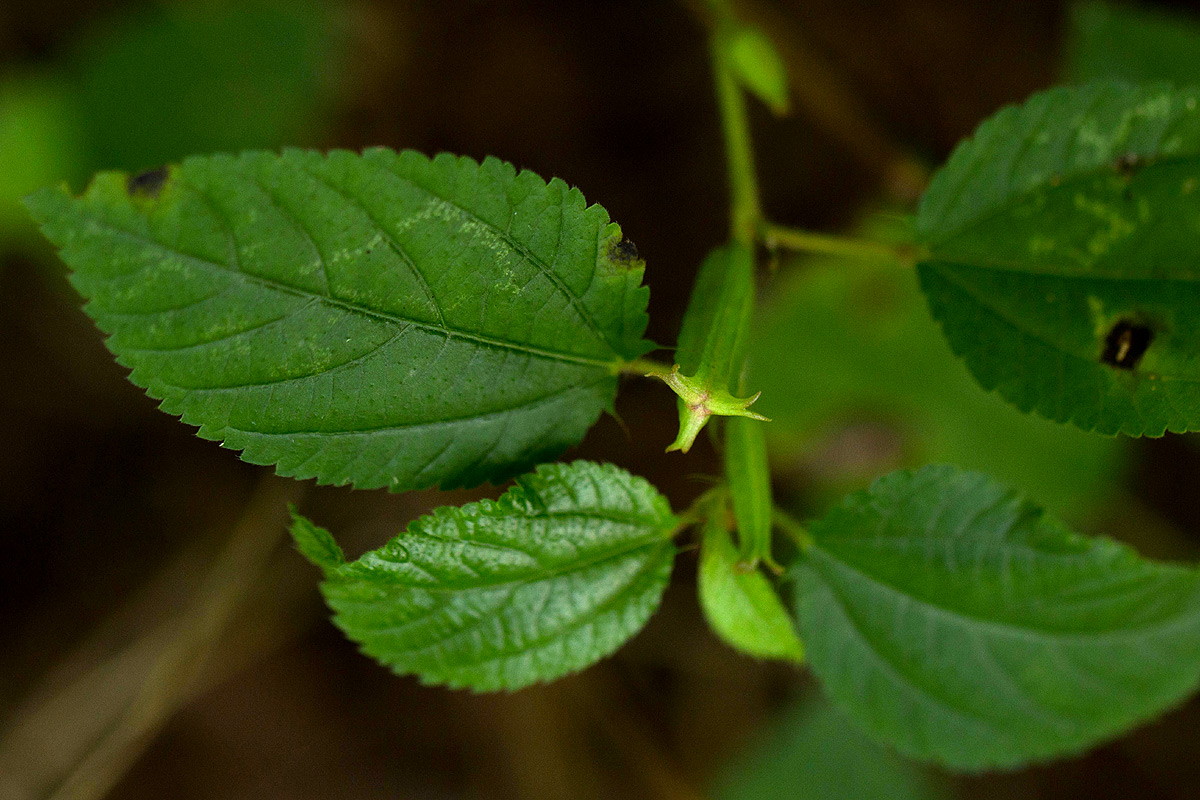 Corchorus aestuans Corchorus aestuans