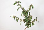 Corchorus fascicularis