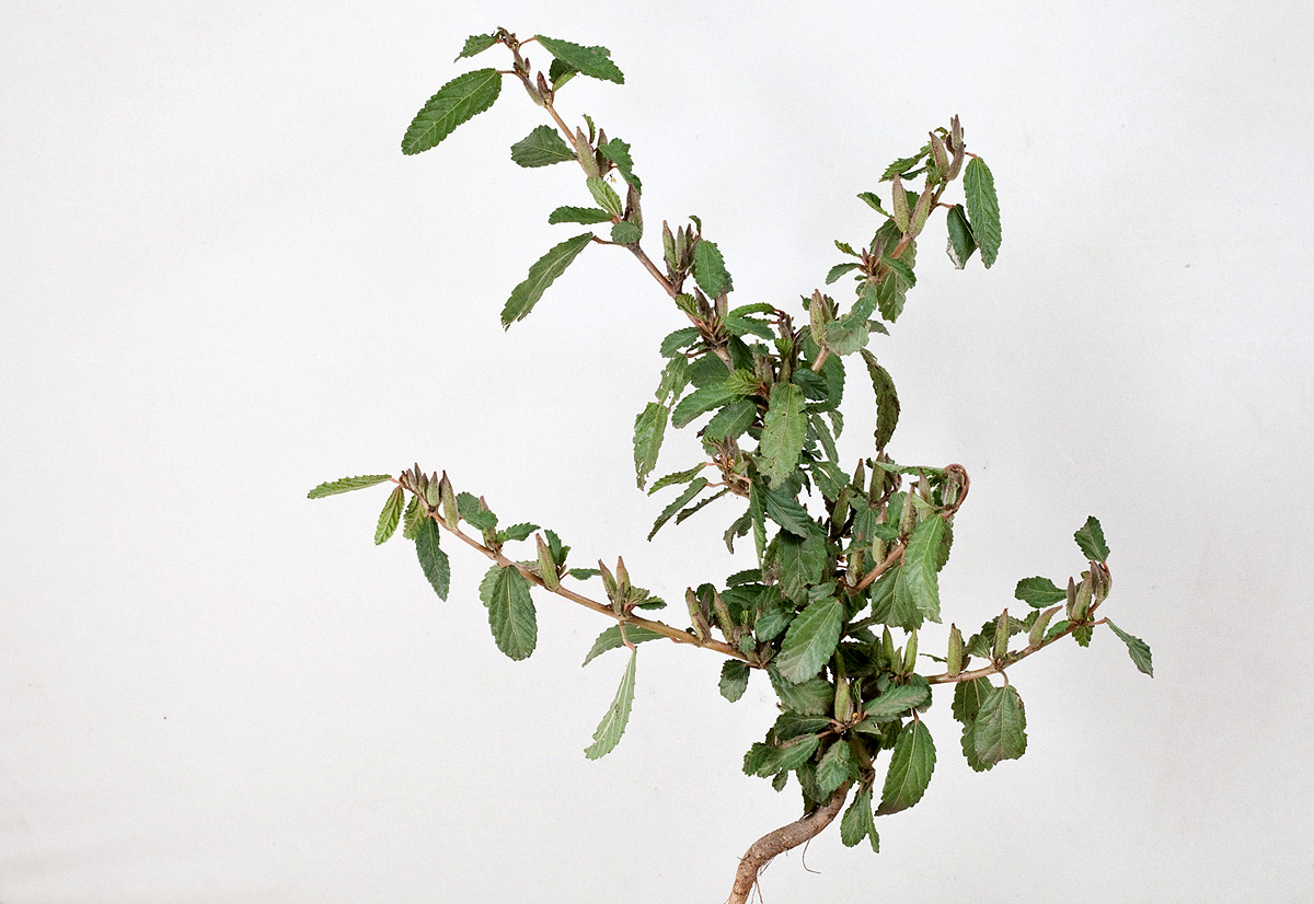 Corchorus fascicularis