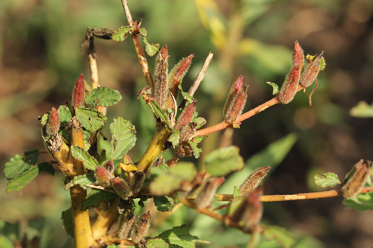 Corchorus fascicularis
