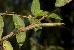 Corchorus olitorius