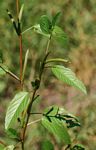 Corchorus olitorius
