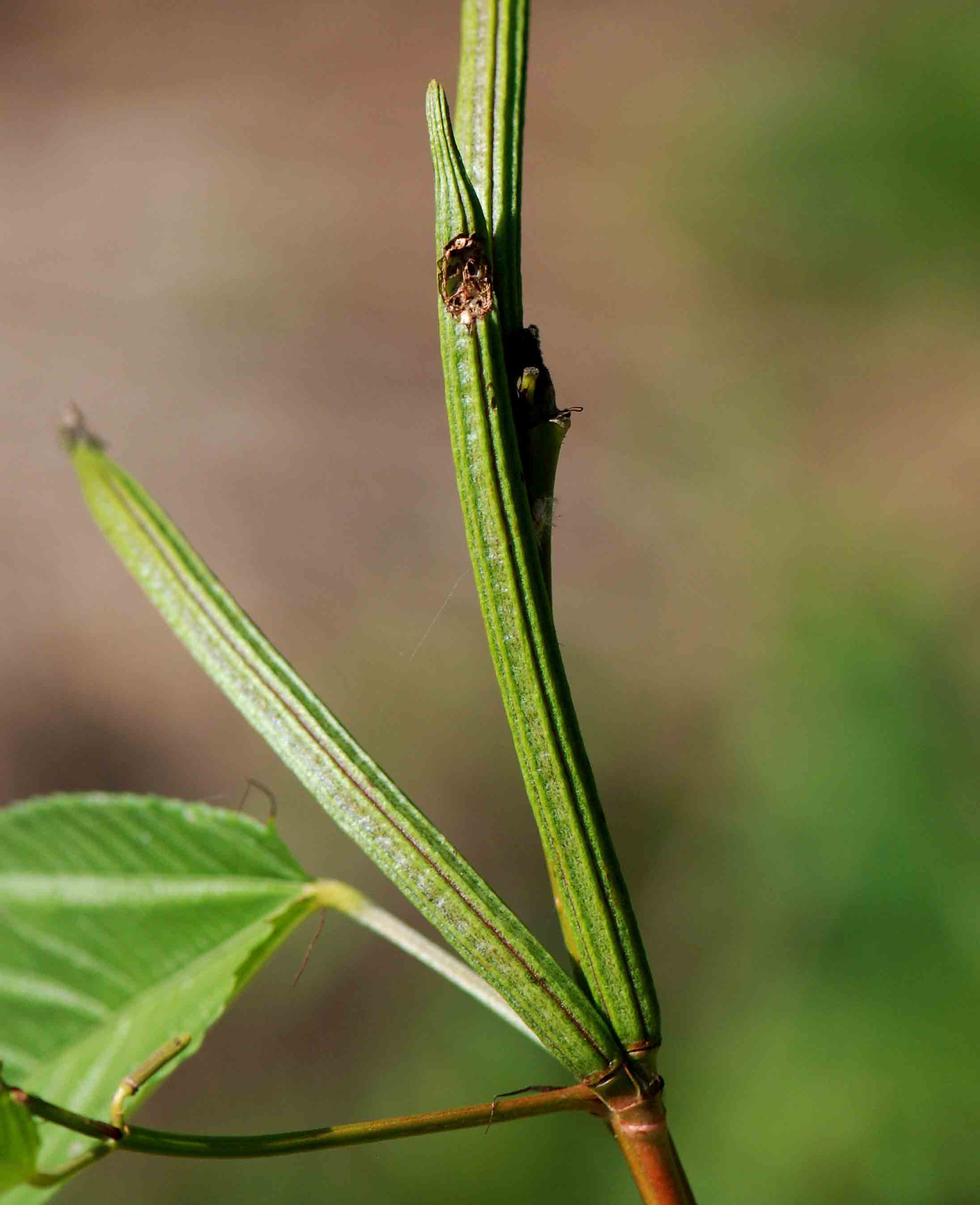 Corchorus olitorius Corchorus olitorius