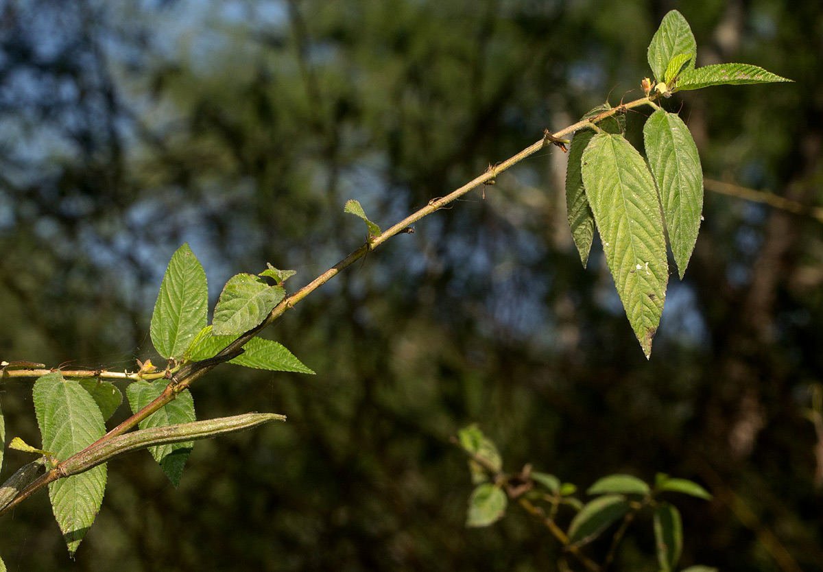 Corchorus olitorius Corchorus olitorius