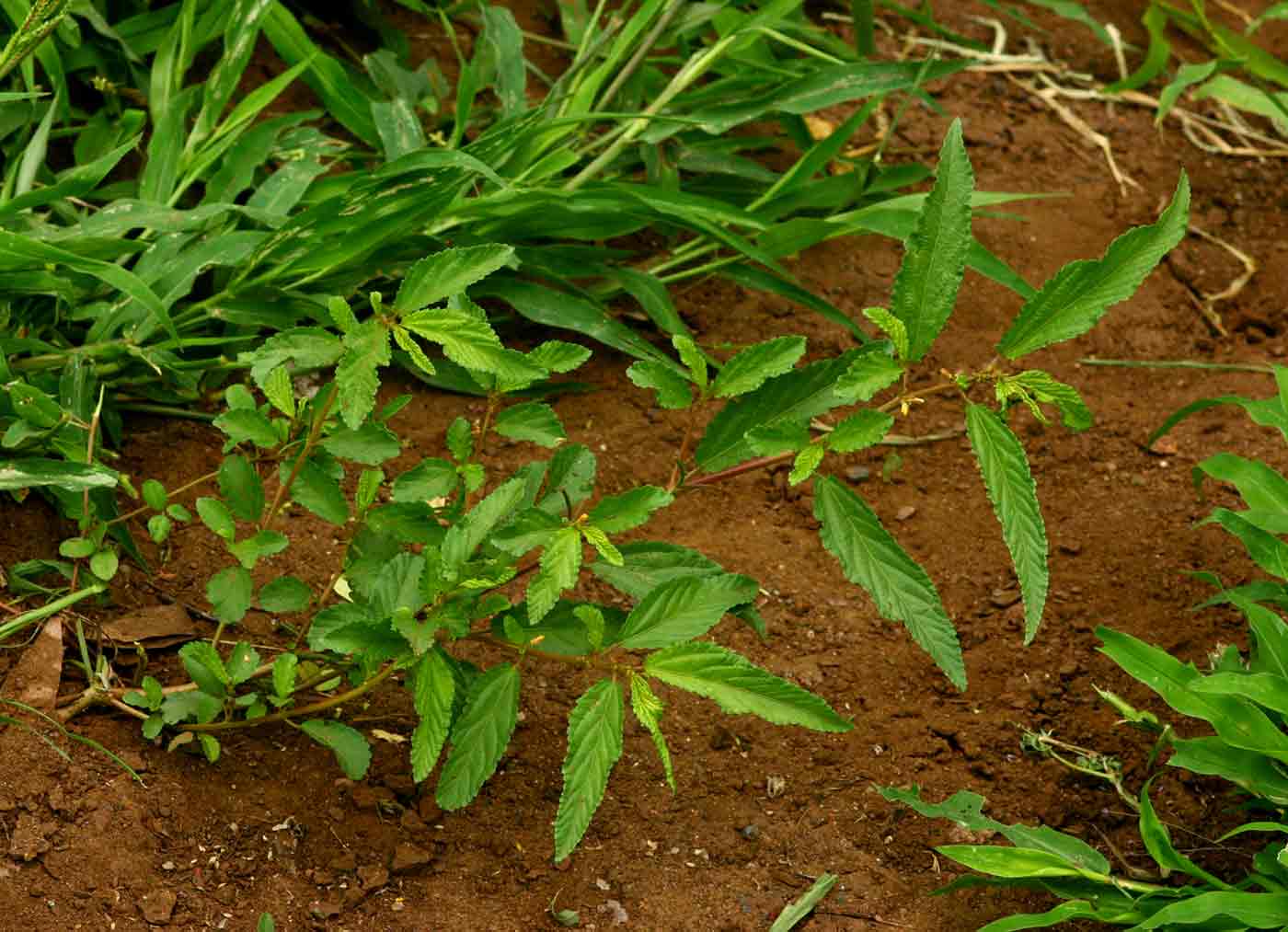 Corchorus tridens Corchorus tridens