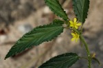 Corchorus tridens