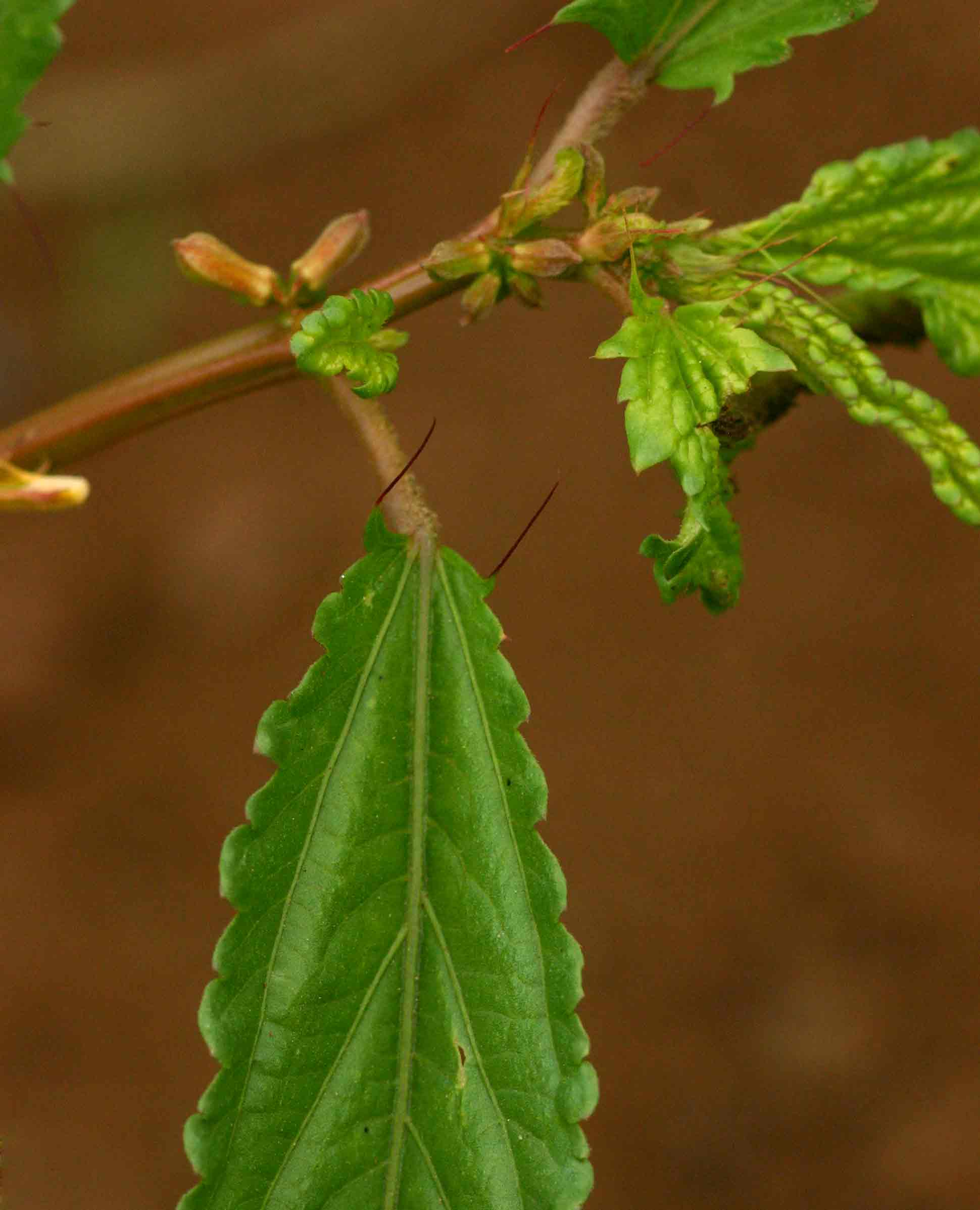 Corchorus tridens
