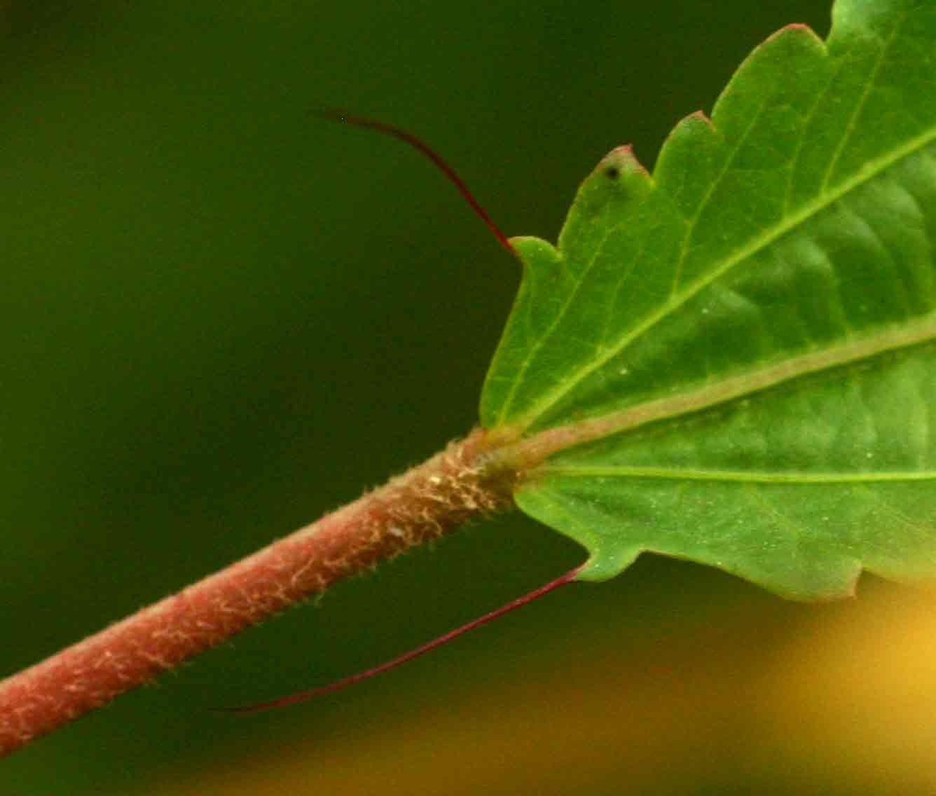Corchorus tridens