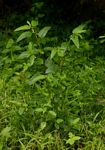 Corchorus trilocularis